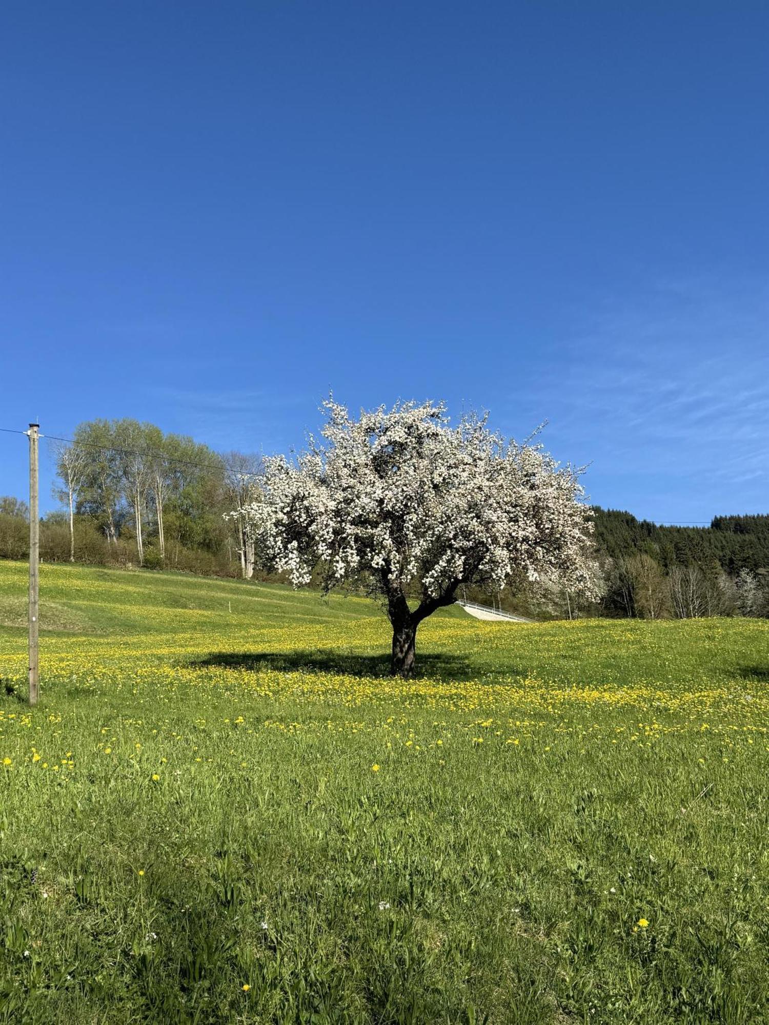 Ferienwohnungen Probst Ofterschwang Extérieur photo